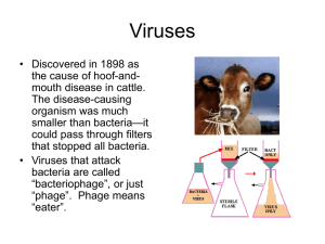 Viruses - NIU Department of Biological Sciences