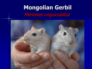 Gerbils Biology anatomy and more