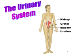 Ch 9 ppt Urinary