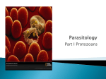 Parasitology Part I Protozoans