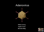 Adenovirus serotype 3 - Cal State LA