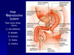 Male Reproductive System Key Terms