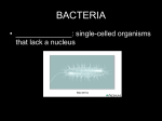 WELCOME TO THE WONDERFUL WORLD OF BACTERIA
