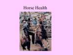 Horse Health intro
