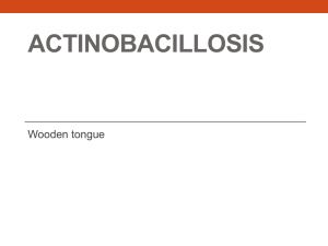 Actinobacillosis