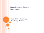 Gram Positive Bacilli- Non-Spore Formers (Catalase Positive)