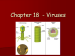 Chapter 18 - Virus Notes