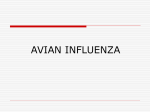 Avian Influenza - Salvador Abad