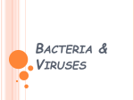 Viruses & Bacteria