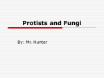 Protists and Fungi