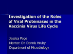 Investigation of the Roles of Viral Proteinases