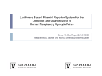 Luciferase Based Plasmid Reporter System for the