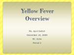 Ms. Geltch Yellow Fever PPT