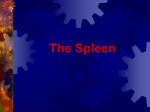 The Spleen - Home - KSU Faculty Member websites