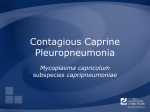 Contagious Caprine Pleuropneumonia