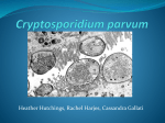 Cryptosporidium parvum - Winona State University