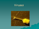 Viruses and Bacteria