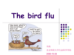 The bird flu