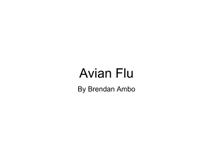 Avian Flu