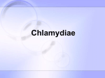 Chlamydiae