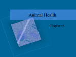 Animal Health - Glen Rose FFA