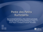 Peste des Petits Ruminants - The Center for Food Security and