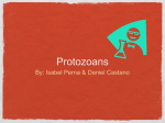 Protozoans - DoralBio8