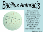 Bacillus Anthracis Power Point