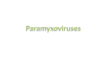 Paramyxoviruses