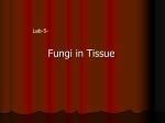 Fungi in Tissue