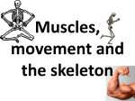 Muscles, movement and skeleton