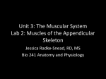 Muscles of the Appendicular Skeleton