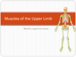 Muscles of the Upper Limb