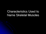 Characteristics Used to Name Skeletal Muscles