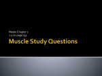 Muscle Study Questions