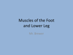 Muscles of the Foot and Lower Leg