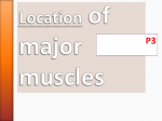 Location of major muscles