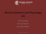 Muscle Anatomy and Physiology Lab