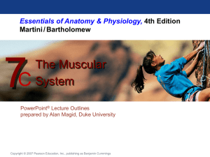 07c_MuscularSys_PPT