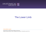 Lower Limb Presentation