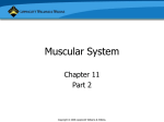 Muscular System