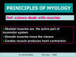 3- Skeletal muscles