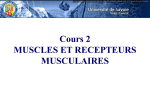 Muscles et récepteurs