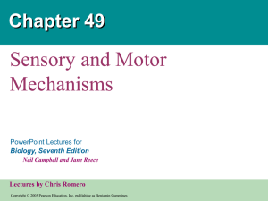 Sensory & Motor Mechanisms