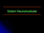 Neuromuscular Localization