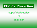 FHC Cat Dissection