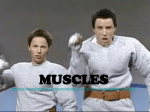 MUSCLES - Willis ISD