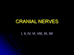 CRANIAL NERVES - University of Kansas Medical Center