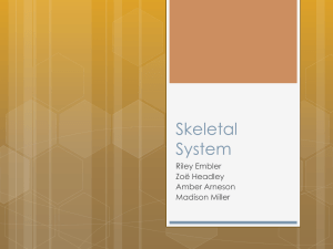 Skeletal System - Matanuska-Susitna Borough School District