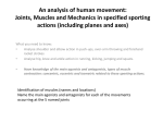 An analysis of human movement: Joints, Muscles and